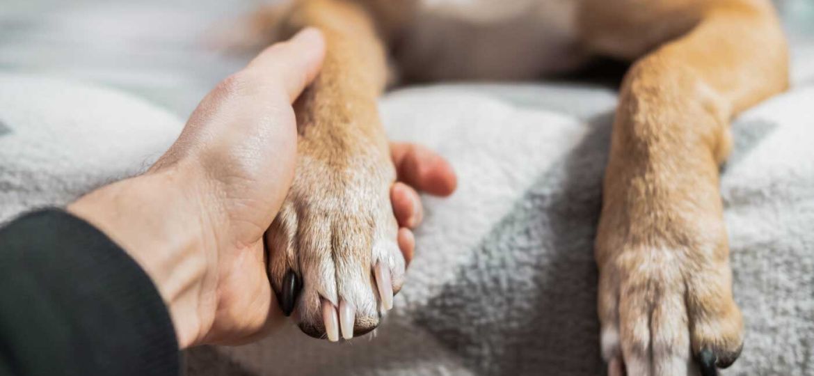 Educdogs - news - sterilization