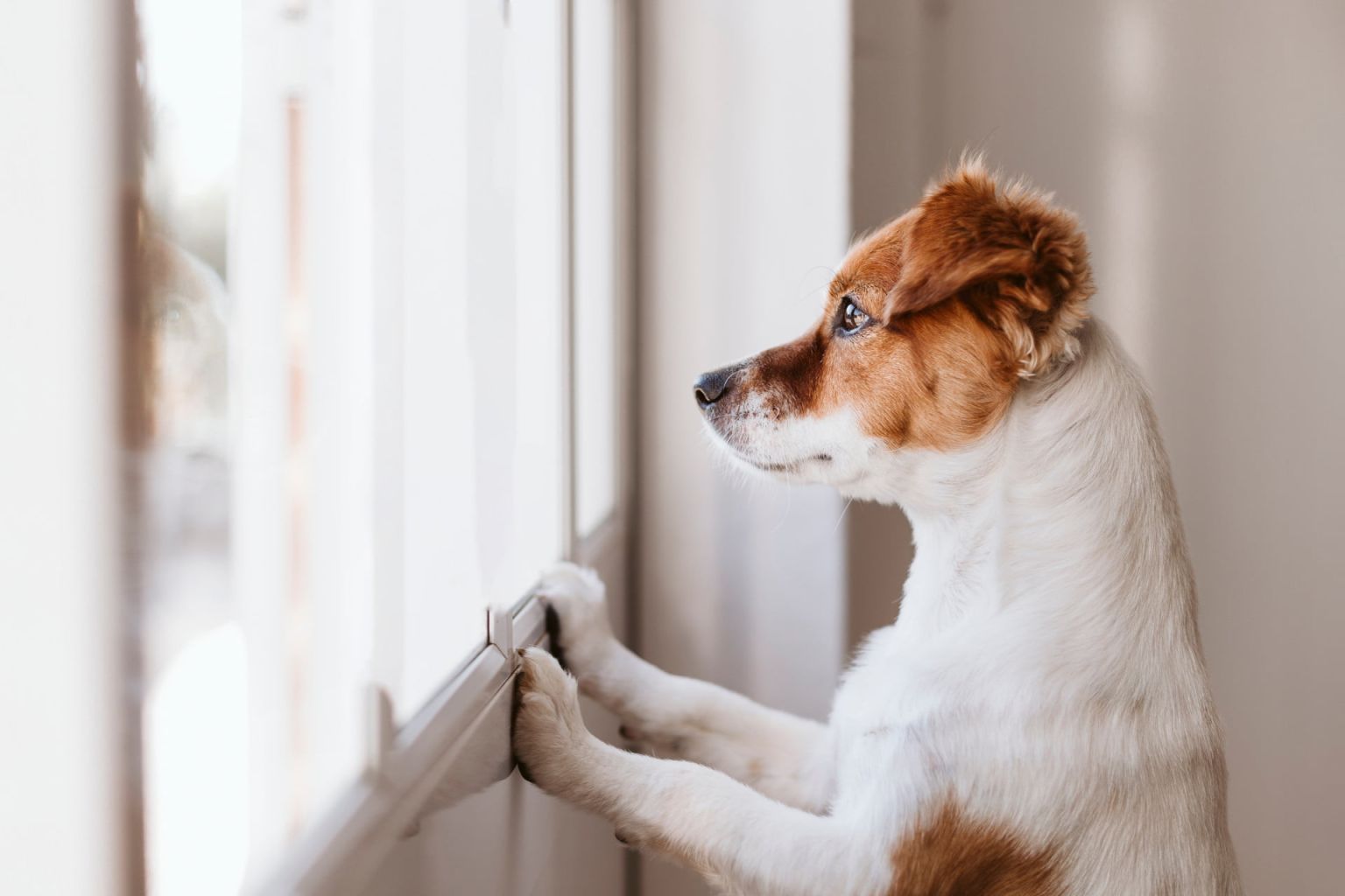 Educdogs - Yesterday the dream Today the target