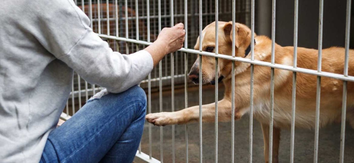 Educdogs - news - changing their lives