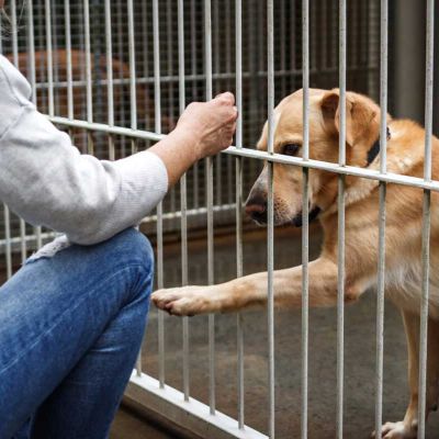 Educdogs - news - changing their lives