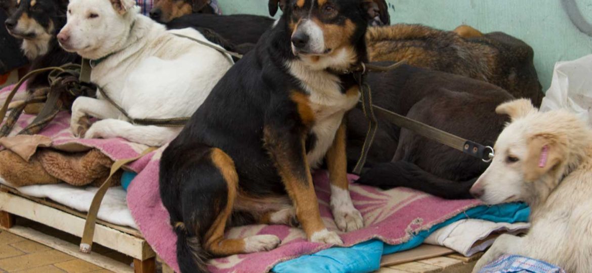 Educdogs - news - kremenchuk tails